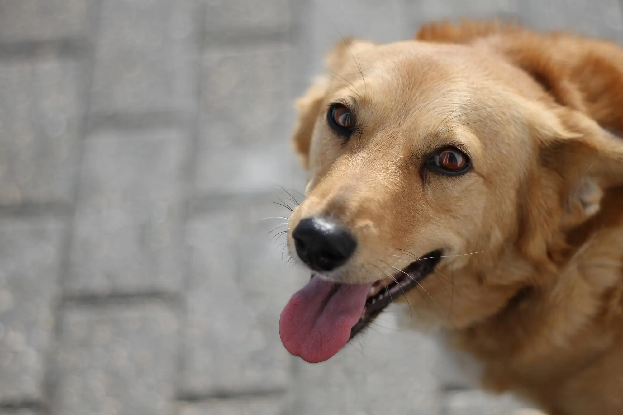 Pros and Cons of Allowing Pets in a Rental Property in Kansas City, MO